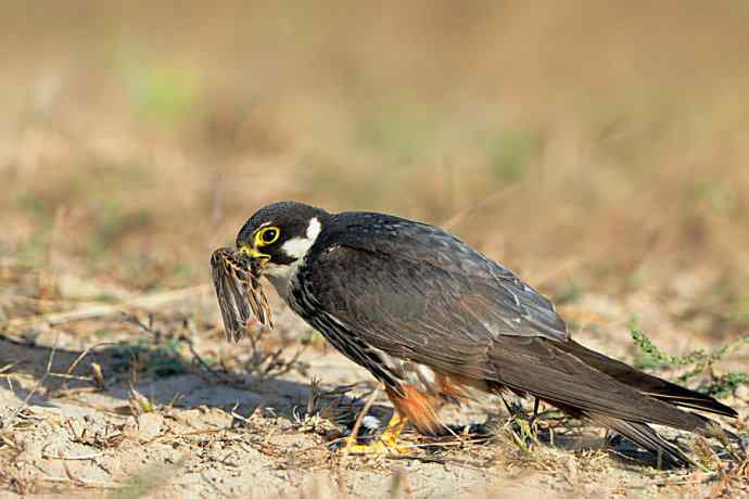 弱肉强食（杀戮吞噬篇）