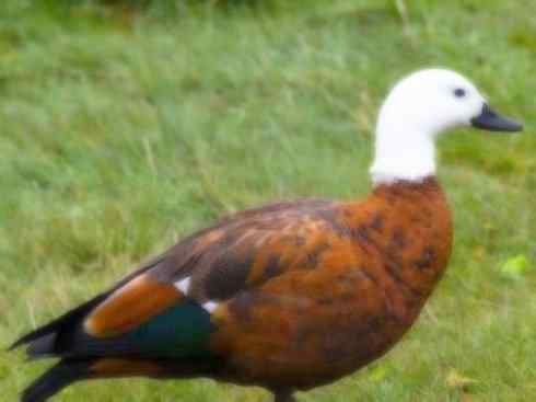 白头鸟系列：另类的美丽（黑胸麻鸭）