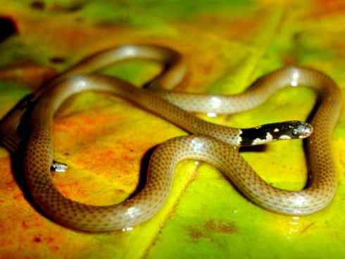 龙：传说的兽原型探秘（环蛇类）