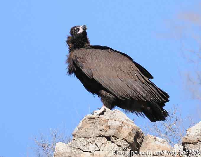 走近秃鹫：一段撼人心魄的拍摄经历