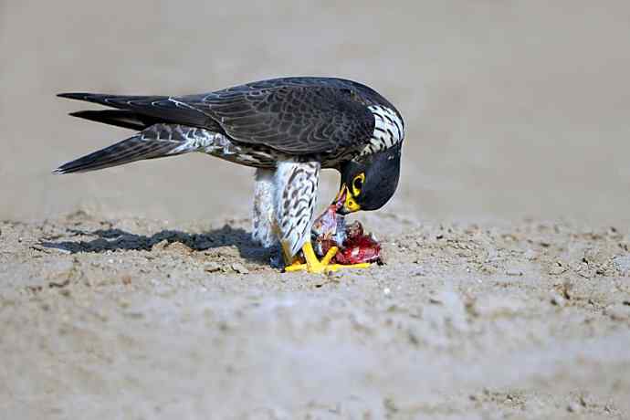 游隼凶残（野鸭湖纪实）
