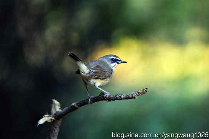 红喉歌鸲（15）