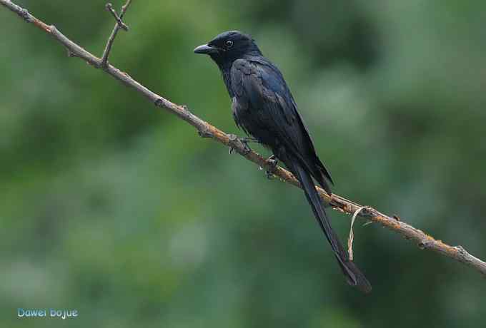 黑卷尾和疑似灰暗鹃鵙（雌）