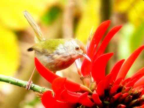 美丽无罪：雀鸟之地莺