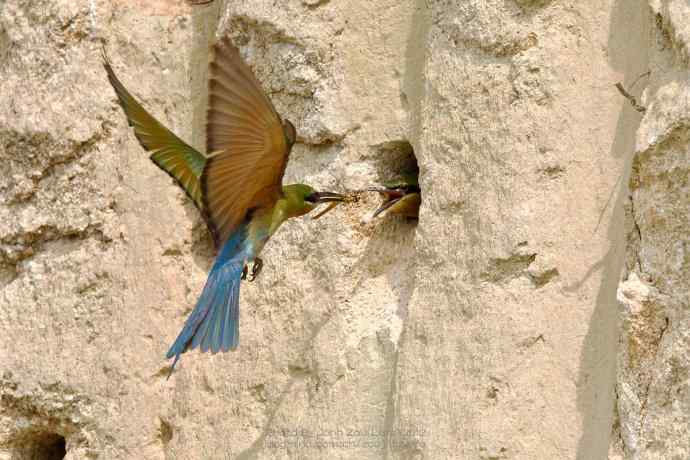 栗喉蜂虎嘴里的昆虫