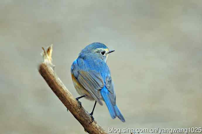 雄性红胁蓝尾鸲(25) 雄性红胁蓝尾鸲(25)