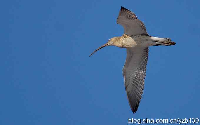 打到一只杓鹬,高兴ing鈥︹Γㄗ橥迹 打到一只杓鹬,高兴ing鈥︹Γㄗ橥迹