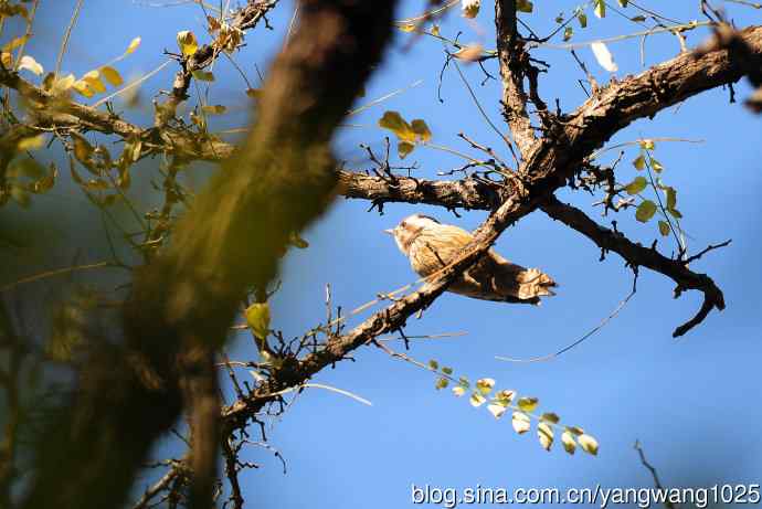 白背啄木鸟（记录版）