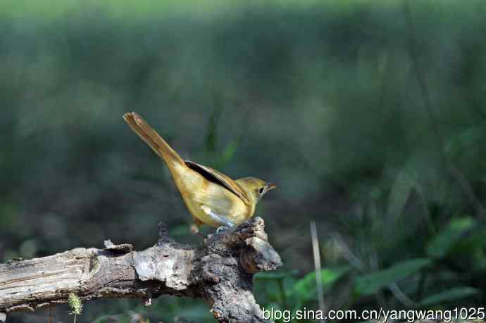 厚嘴苇莺(7) 厚嘴苇莺(7)