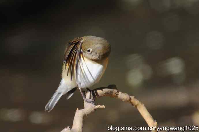 阳光下的红肋蓝尾鸲 wbr wbr1