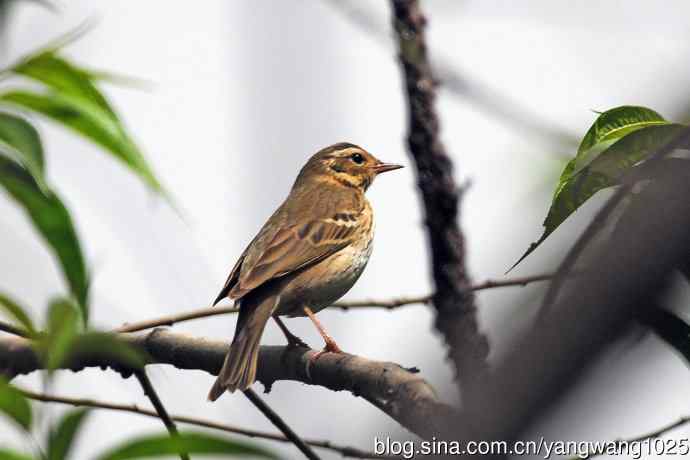 矛斑蝗莺（记录版）