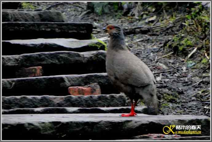 烟雨朦朦的瓦屋高原(瓦屋山系列二)【照片】 烟雨朦朦的瓦屋高原(瓦屋山系列二)【照片】