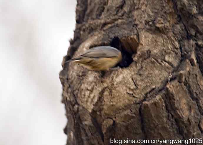黑头鳾（shi）的小家