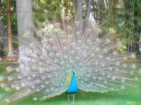 家禽驯化之源之七