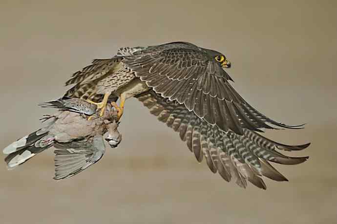 康西草原五隼登科