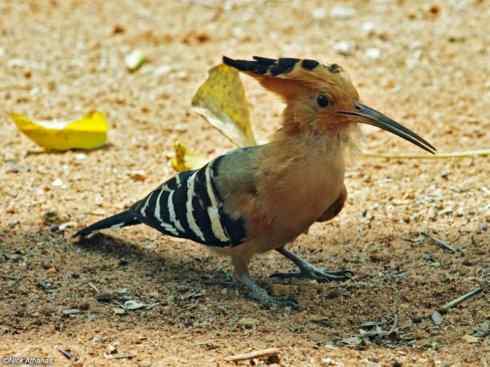 绝色攀禽:戴胜与林戴胜 绝色攀禽:戴胜与林戴胜