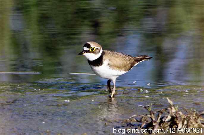 内蒙古鸟类摄影——金眶鸻(2)