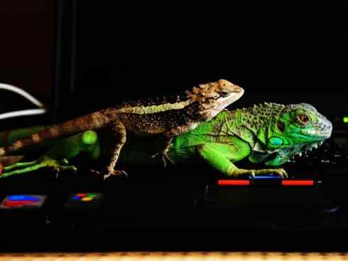 自然奇观：动物大迁徙(绿鬣蜥）