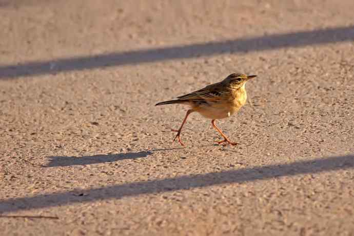 四川西昌鸟类摄影——水鹨