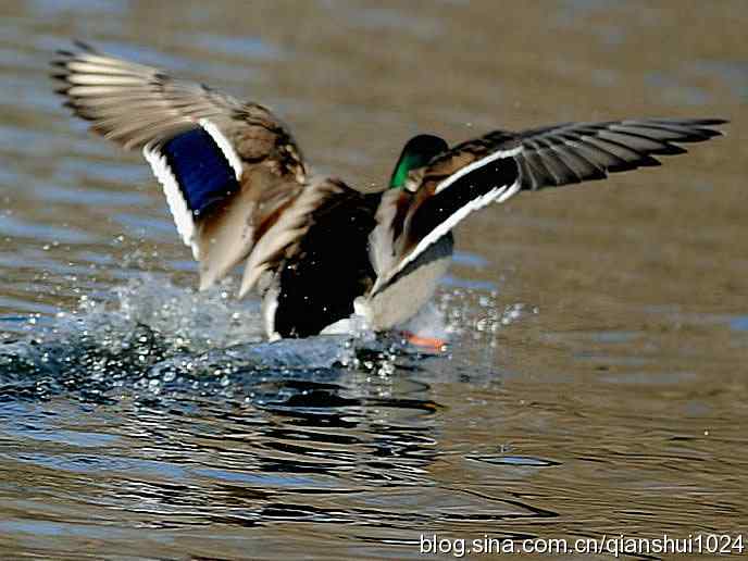 水禽湖冬季运动会