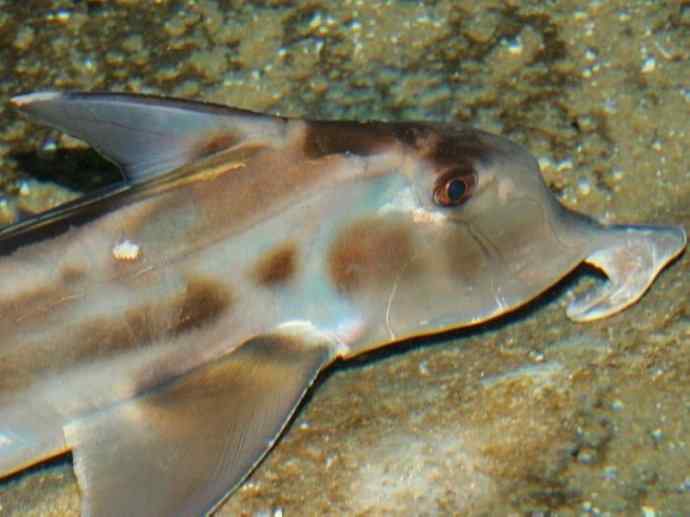 鱼类活化石：叶吻银鲛