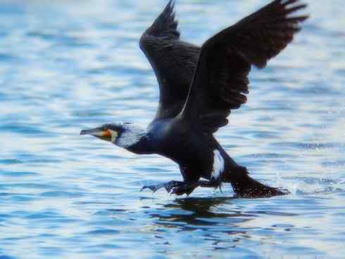 家禽驯化之源之四