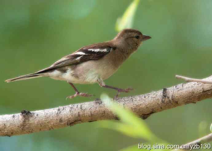 苍头燕雀标准像（组图，12张图片）