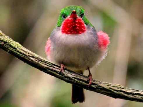 绝色攀禽：佛法僧目之短尾鴗