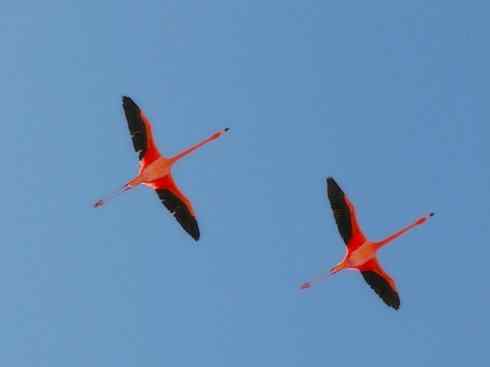 极品红色鸟类:火烈鸟 极品红色鸟类:火烈鸟