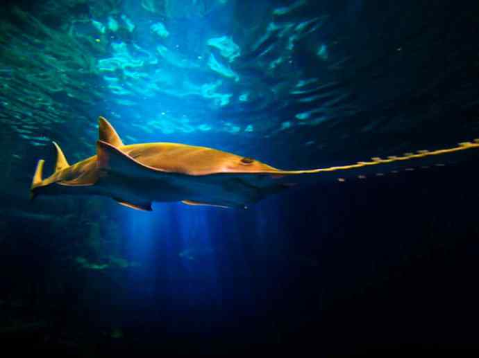 鱼类活化石：锯鳐