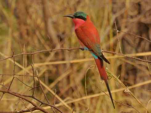 绝色攀禽：佛法僧目