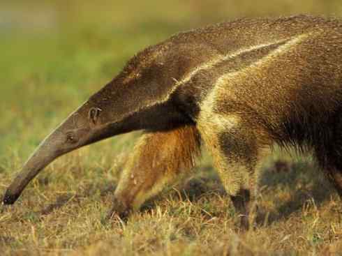盘点十二大著名食蚁动物：食蚁兽
