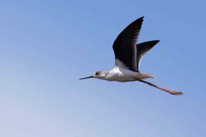 四川西昌鸟类摄影——黑翅长脚鹬