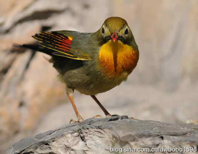 相思趣拍-贺三八国际妇女节