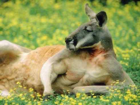 动物世界：山寨还是原创之八