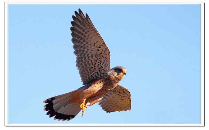 【鹰击长空--红隼雄姿】