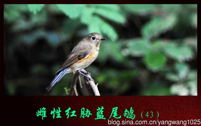 北京天坛公园的鸟类——雌性红胁蓝尾鸲（43）