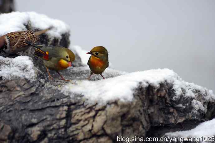 雪中相思鸟 wbr2