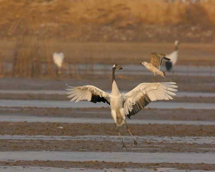 杭州老郑摄影续 杭州老郑摄影续
