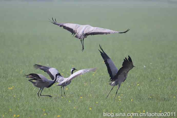 蓑羽鹤，好久不见