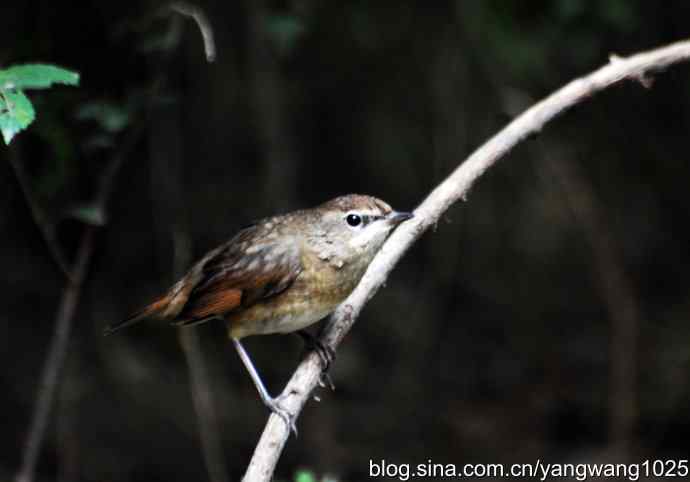 北京天坛公园的鸟类——请教