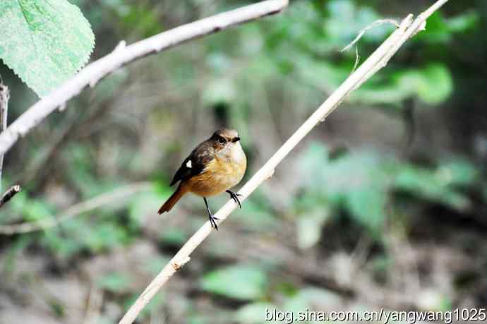 雌性北红尾鸲(2) 雌性北红尾鸲(2)