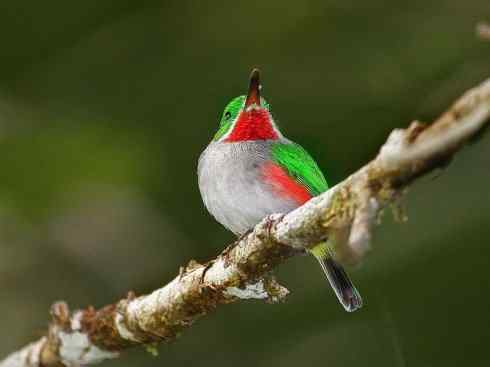 绝色攀禽：佛法僧目之短尾鴗