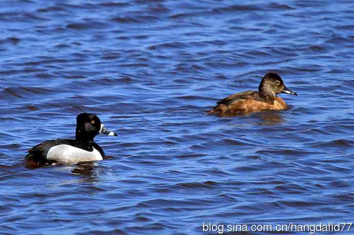 美国鸟类摄影——环颈潜鸭