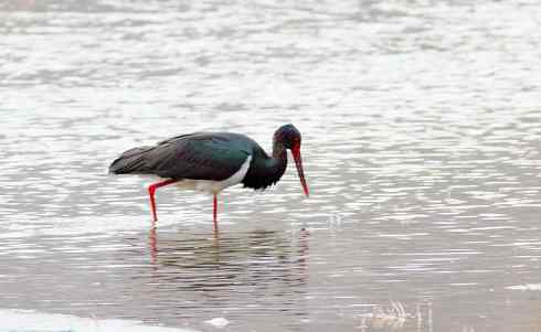 五百分之八的黑鹳