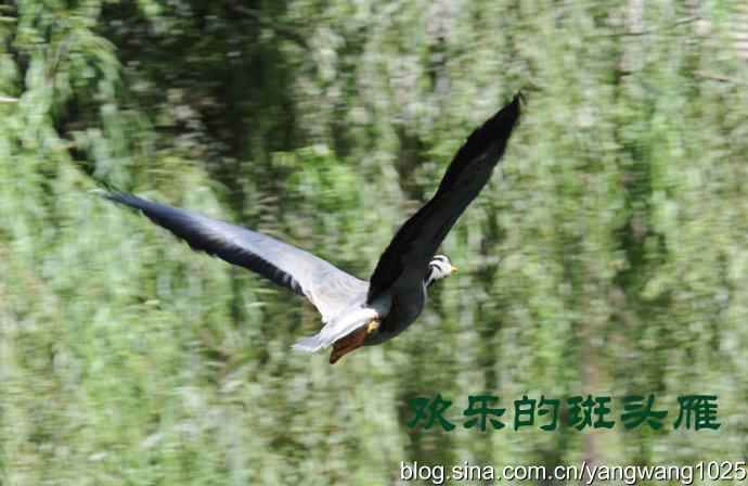 北京动物园的鸟类——欢乐的斑头雁