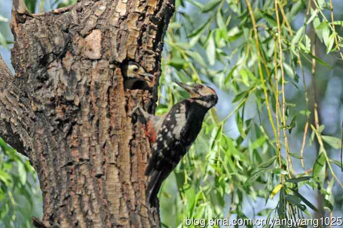 父子情深的大斑啄木鸟（1）