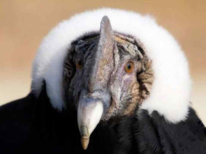 犬科：狐亚科伪狐属之阿根廷狐、山狐、达尔文狐