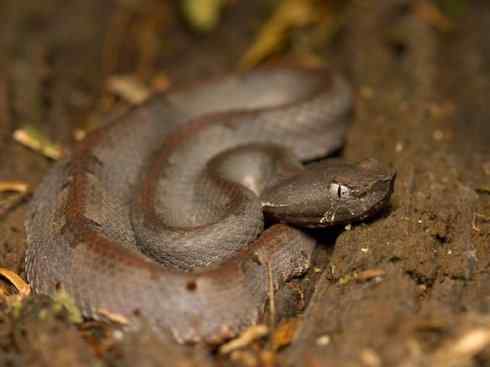 龙：传说的兽原型探秘（响尾蛇类）