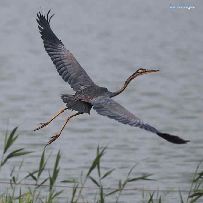 衡水湖：草鹭苍鹭黄苇鳽（终结篇）
